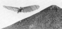 The Sdandard-Sailplane in flight